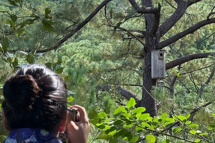 Macaw Sanctuary Observation Near Puerto Vallarta — Wild Guacamayas in the Sierra photo 5