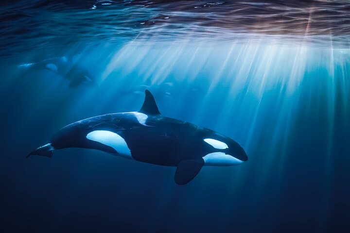 Ocean Safari to Isla Cerralvo: Orcas, Mantas & Whale Encounters from Cabo San Lucas photo 1