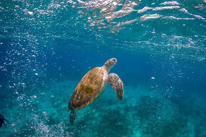 Ocean Safari to Isla Cerralvo: Orcas, Mantas & Whale Encounters from Cabo San Lucas photo 3