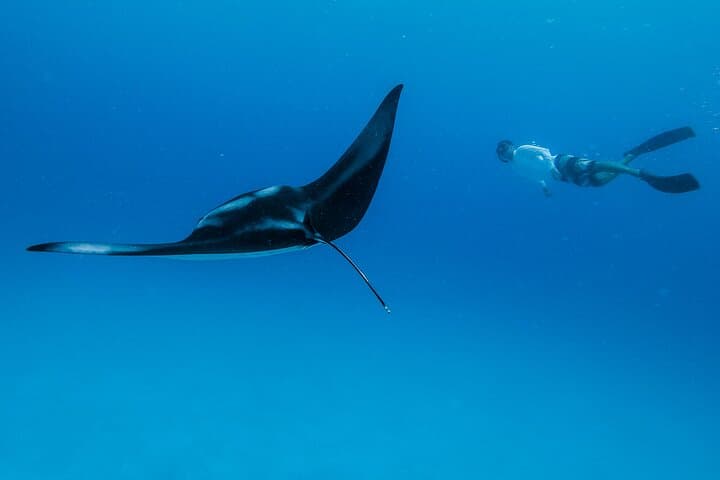 Ocean Safari to Isla Cerralvo: Orcas, Mantas & Whale Encounters from Cabo San Lucas photo 2