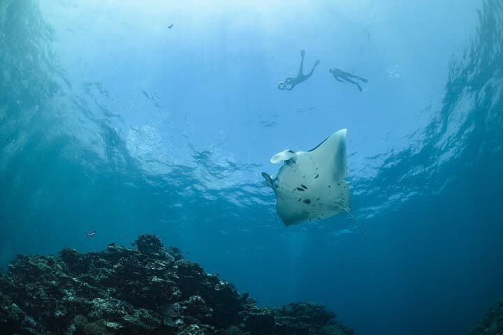 Ocean Safari to Isla Cerralvo: Orcas, Mantas & Whale Encounters from Cabo San Lucas photo 4