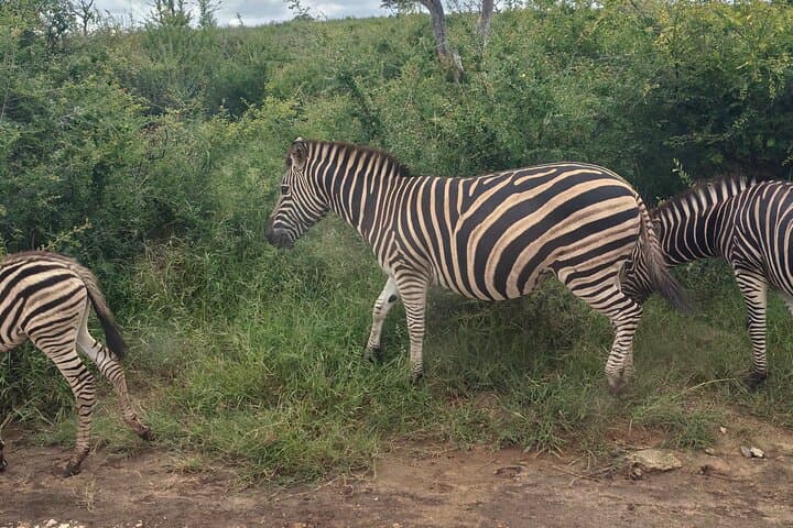 Private Dinokeng Game Drive Safari — Big Five Wildlife Experience Near Pretoria