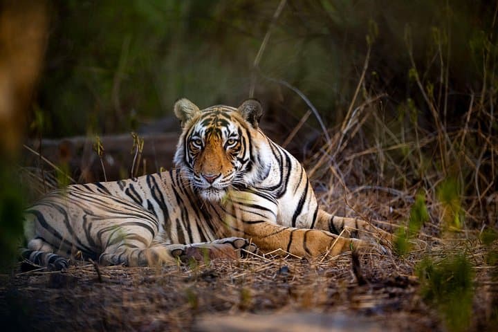 Wildlife Photography Safari in India's National Parks: Capture Tigers, Rhinos & Birds