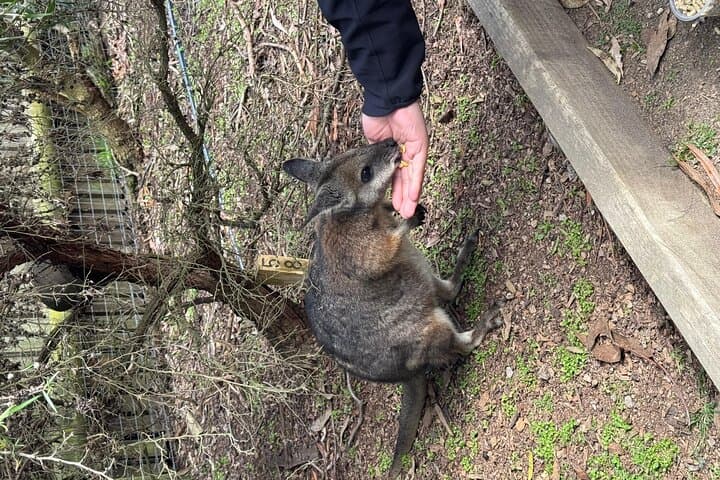 Phillip Island Penguin Parade & Moonlit Sanctuary: Small-Group Premium Day Tour from Melbourne photo 4