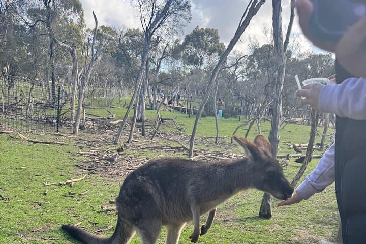 Phillip Island Penguin Parade & Moonlit Sanctuary: Small-Group Premium Day Tour from Melbourne photo 6
