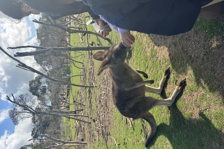 Phillip Island Penguin Parade & Moonlit Sanctuary: Small-Group Premium Day Tour from Melbourne photo 5