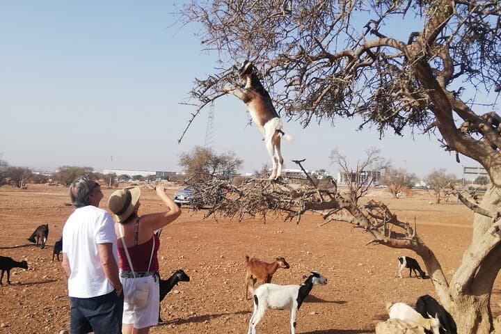 Agadir Cable Car, Crocopark & Tree-Climbing Goats: Half-Day Tour from Agadir photo 2