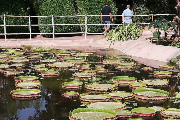 Agadir Cable Car, Crocopark & Tree-Climbing Goats: Half-Day Tour from Agadir photo 4