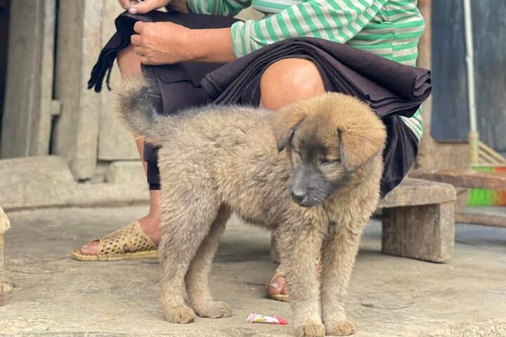 Discover Sapa: Half-Day Trek Through Muong Hoa Valley & Ta Van Villages photo 5