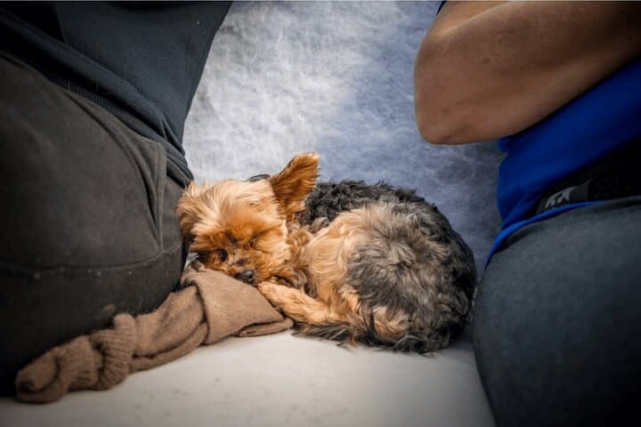 Hermanus Dog-Friendly Coastal Hike: 4-Day Guided Adventure with Private Chef photo 2