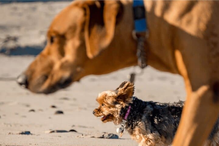 Hermanus Dog-Friendly Coastal Hike: 4-Day Guided Adventure with Private Chef photo 3