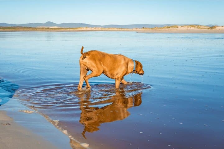 Hermanus Dog-Friendly Coastal Hike: 4-Day Guided Adventure with Private Chef photo 5