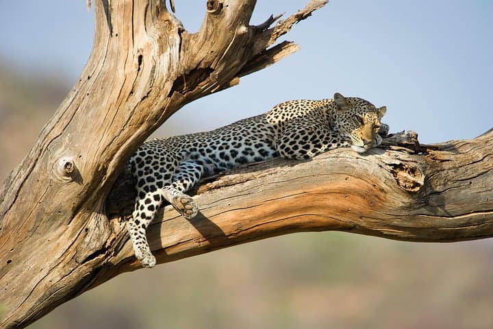Luxury Private 2-Day Tsavo East Safari from Mombasa or Diani photo 2
