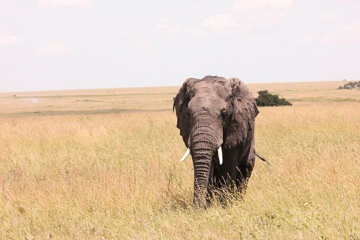 Luxury Private 2-Day Tsavo East Safari from Mombasa or Diani photo 4
