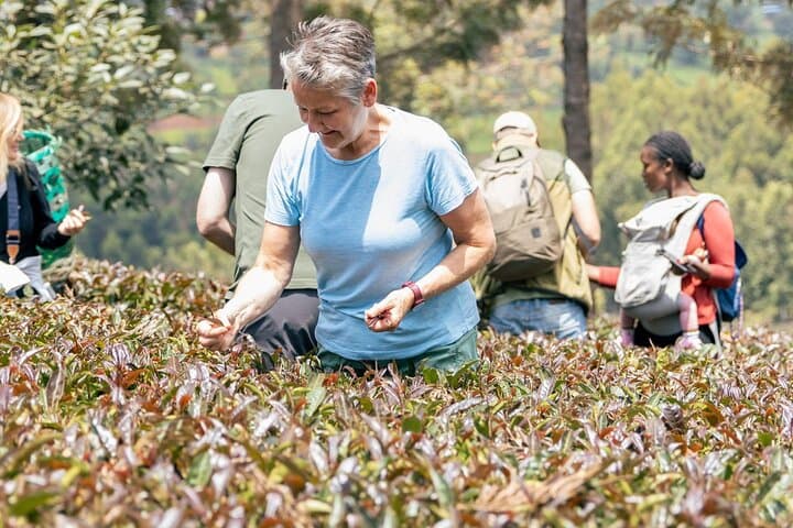 Kenya Chai 5-Day Purple Tea & Big Five Safari (Gatura, Aberdare, Ol Pejeta)