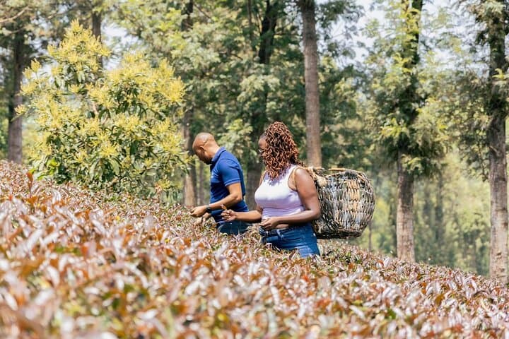 Kenya Chai 5-Day Purple Tea & Big Five Safari (Gatura, Aberdare, Ol Pejeta) photo 2