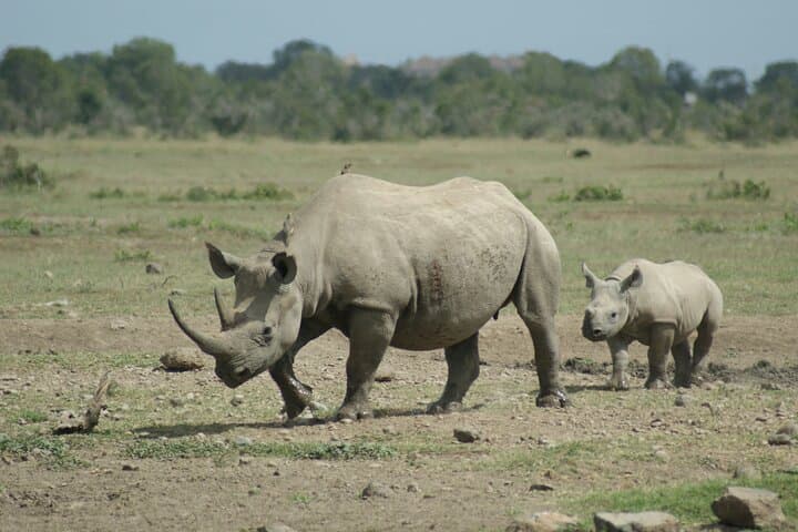 Kenya Chai 5-Day Purple Tea & Big Five Safari (Gatura, Aberdare, Ol Pejeta) photo 6