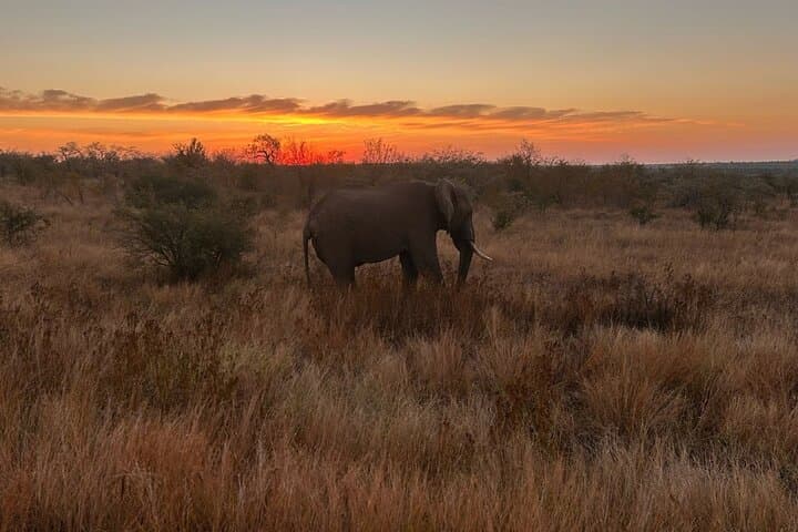 3-Day Kruger Luxury Safari from Johannesburg — Big Five at Radisson Hoedspruit photo 4