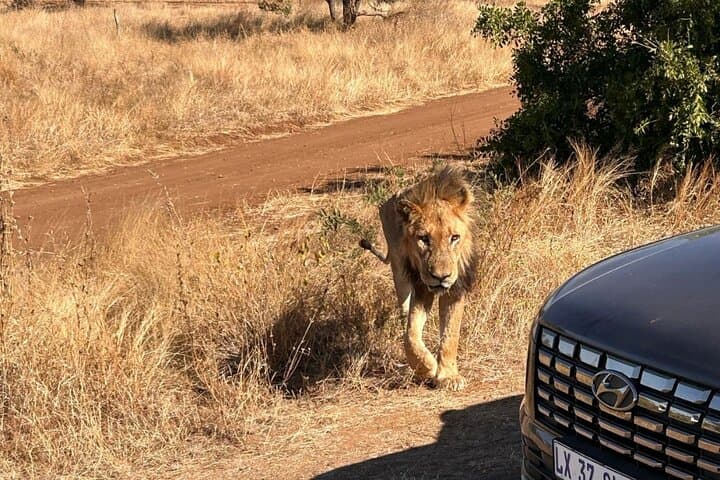 3-Day Kruger Luxury Safari from Johannesburg — Big Five at Radisson Hoedspruit photo 5
