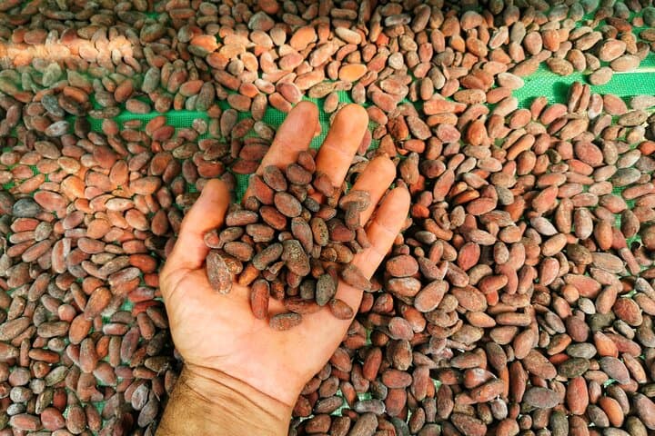 Chocolate, Coffee & Trapiche Experience Near Manuel Antonio
