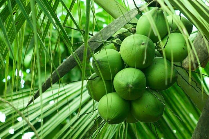 Chocolate, Coffee & Trapiche Experience Near Manuel Antonio photo 4