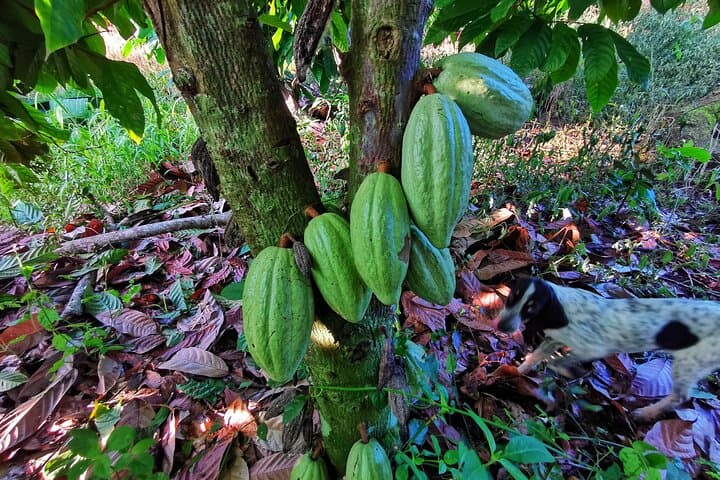 Chocolate, Coffee & Trapiche Experience Near Manuel Antonio photo 6