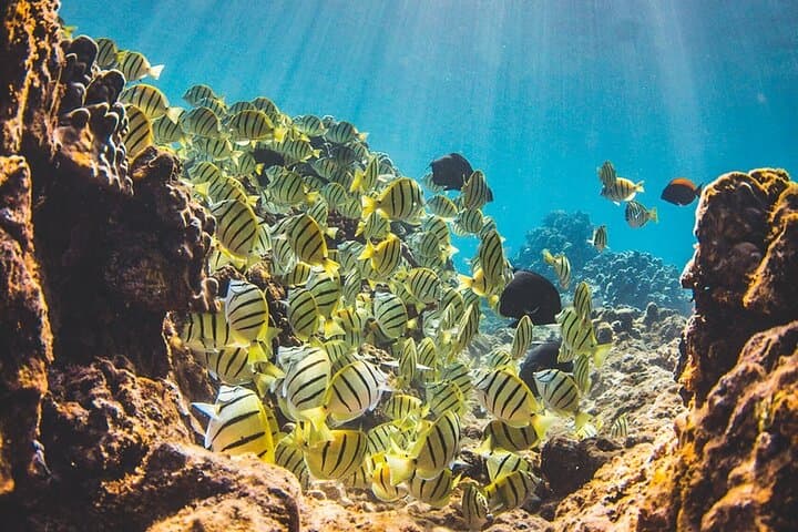 Afternoon Snorkel from Ka'anapali Beach — West Maui Turtle & Reef Trip photo 3