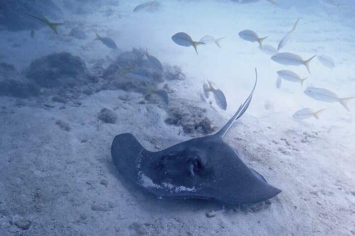 Exploring America’s Only Living Barrier Reef: Eco-Conscious Diving with Southpoint Divers in Key West photo 3