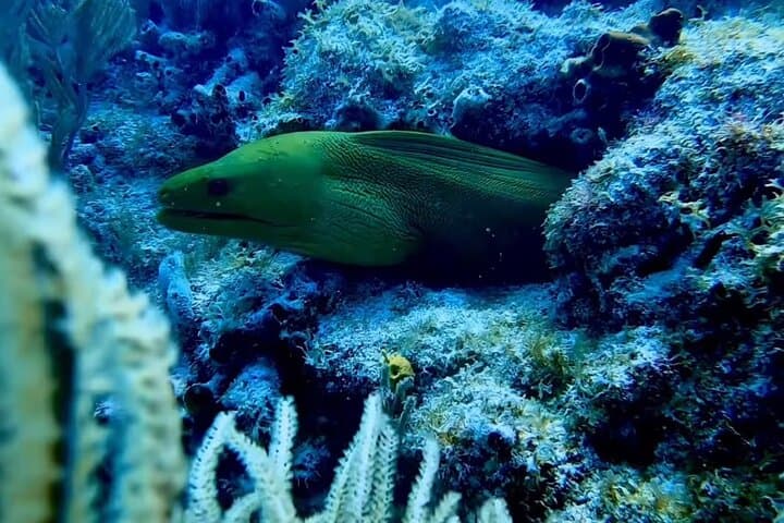 Exploring America’s Only Living Barrier Reef: Eco-Conscious Diving with Southpoint Divers in Key West photo 4