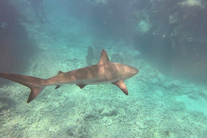 Exploring America’s Only Living Barrier Reef: Eco-Conscious Diving with Southpoint Divers in Key West photo 5