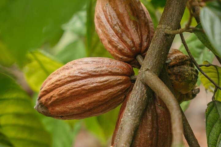 Chocolate and Coffee Jungle Tour near Manuel Antonio - Cacao, Coffee and Trapiche Experience photo 2