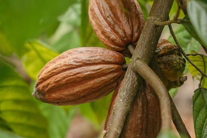 Manuel Antonio Cacao Farm Tour — Hands-On Chocolate Experience with Lunch photo 6