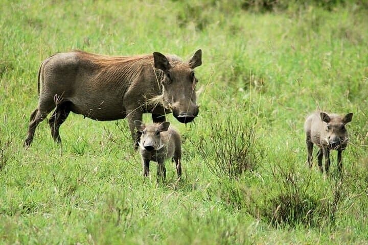 Bike Hell's Gate and Lake Naivasha: Day Tour from Nairobi photo 3