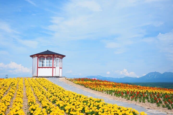 Blue Pond & Lavender Fields: Full-Day Furano and Biei Tour from Sapporo photo 4