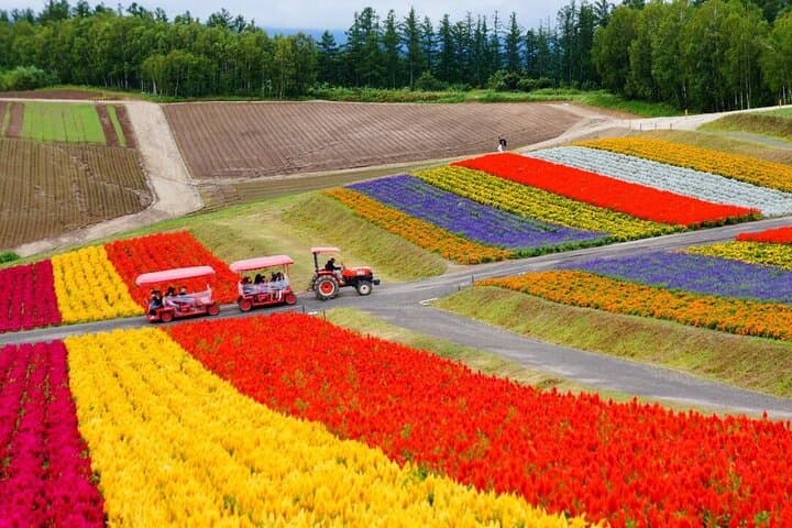 Blue Pond & Lavender Fields: Full-Day Furano and Biei Tour from Sapporo