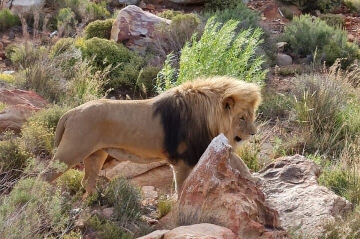 Aquila Game Reserve Big 5 Safari from Cape Town: Day Trip to See Lions and Rhinos photo 2
