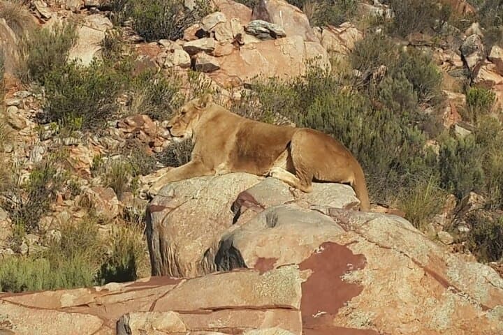 Aquila Game Reserve Big 5 Safari from Cape Town: Day Trip to See Lions and Rhinos photo 3