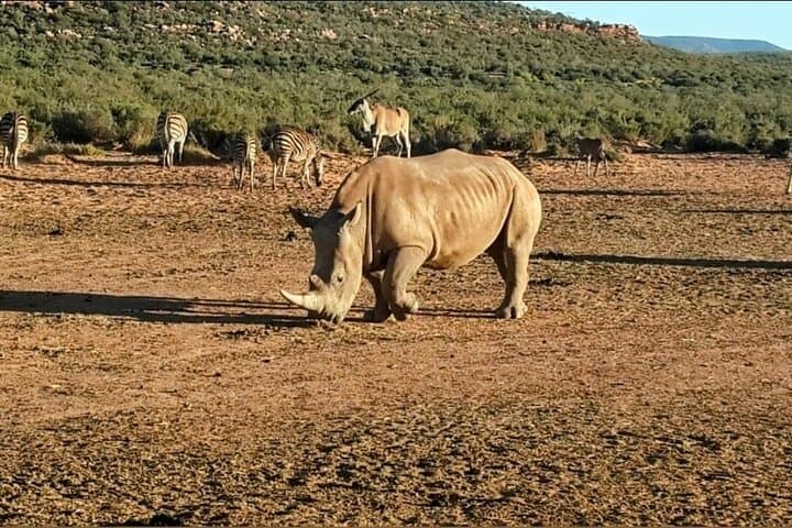Aquila Game Reserve Big 5 Safari from Cape Town: Day Trip to See Lions and Rhinos photo 6