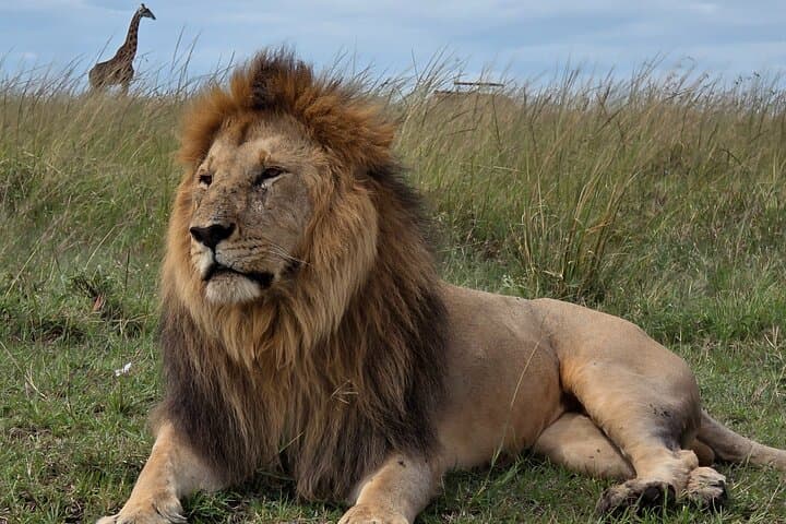 Maasai Mara Safari: 3-Day Big Five Game Drive & Wildlife Experience photo 2