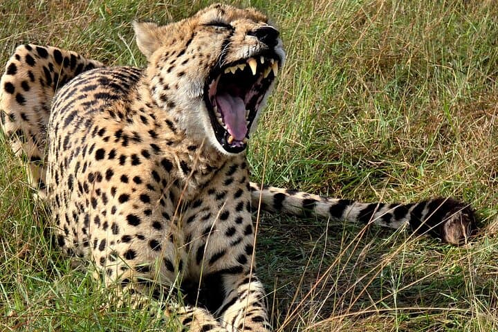 Maasai Mara Safari: 3-Day Big Five Game Drive & Wildlife Experience photo 3