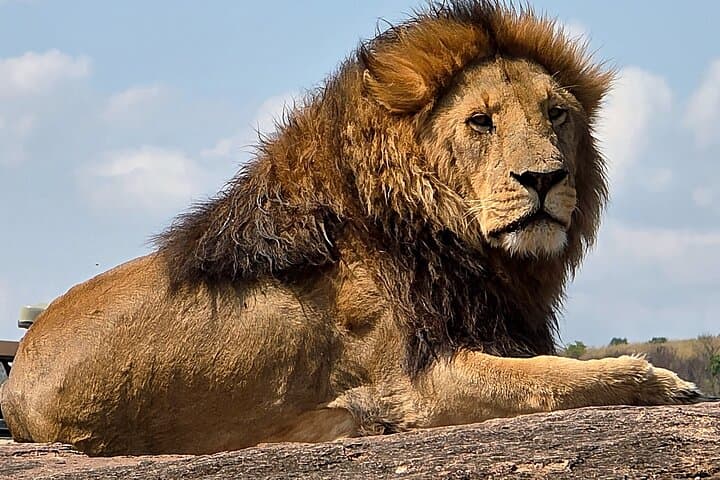 Maasai Mara Safari: 3-Day Big Five Game Drive & Wildlife Experience photo 4