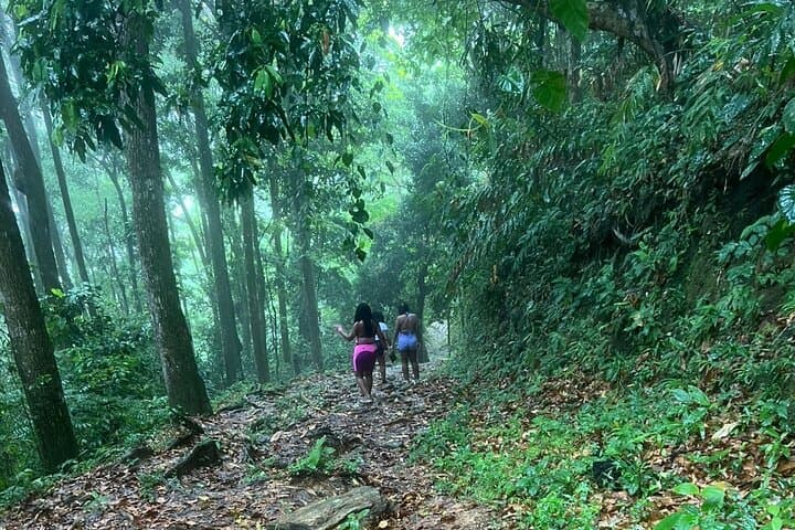 Maracas Waterfall Hike — Easy Trail to Trinidad's Highest Falls photo 4