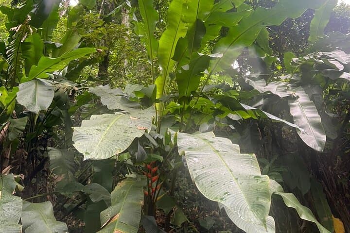 Maracas Waterfall Hike — Easy Trail to Trinidad's Highest Falls photo 6