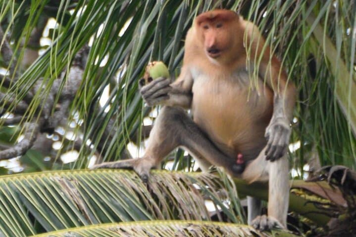 Bongawan River Cruise: Proboscis Monkeys, SkyMirror & Fireflies from Kota Kinabalu photo 5
