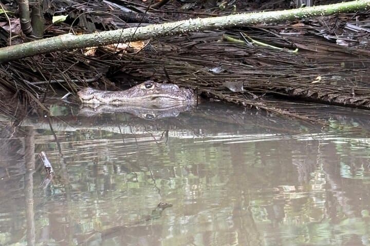 Tortuguero Mystical Pack: Canoe, Day & Night Walk Wildlife Combo photo 3