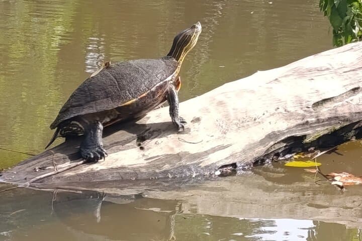Tortuguero Mystical Pack: Canoe, Day & Night Walk Wildlife Combo photo 4