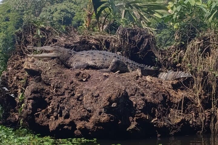 Tortuguero Mystical Pack: Canoe, Day & Night Walk Wildlife Combo photo 5