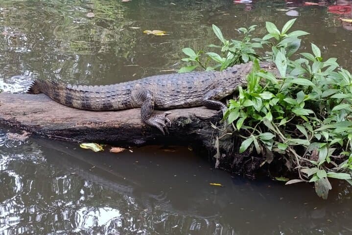 Tortuguero Mystical Pack: Canoe, Day & Night Walk Wildlife Combo photo 6