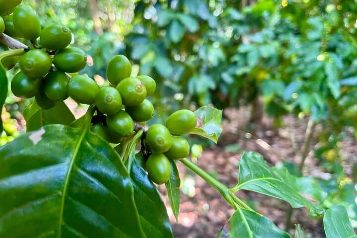 Coffee and Mountains: Personal Coffee Farm Experience in Puerto Plata photo 2