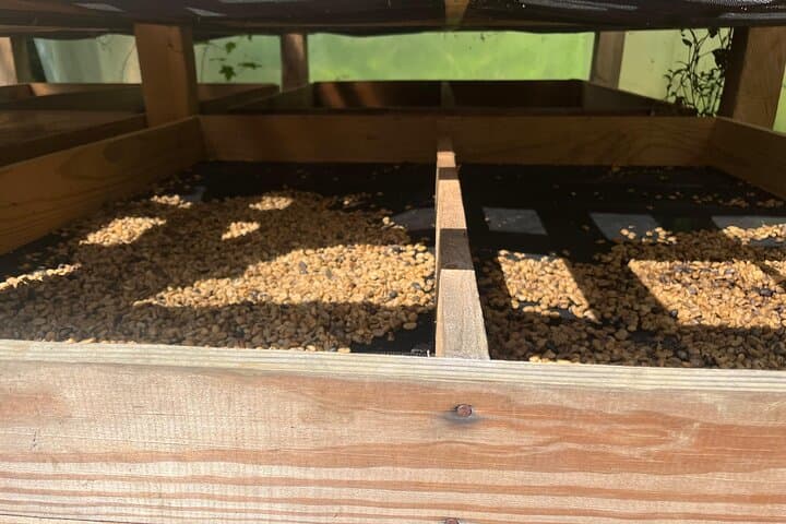 Coffee and Mountains: Personal Coffee Farm Experience in Puerto Plata photo 6